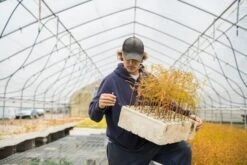 Baldcypress | Bulk Nursery Lots 25 Baldcypress | Bulk Nursery Lots -Evergreen Plants Shop LotsAugust 10