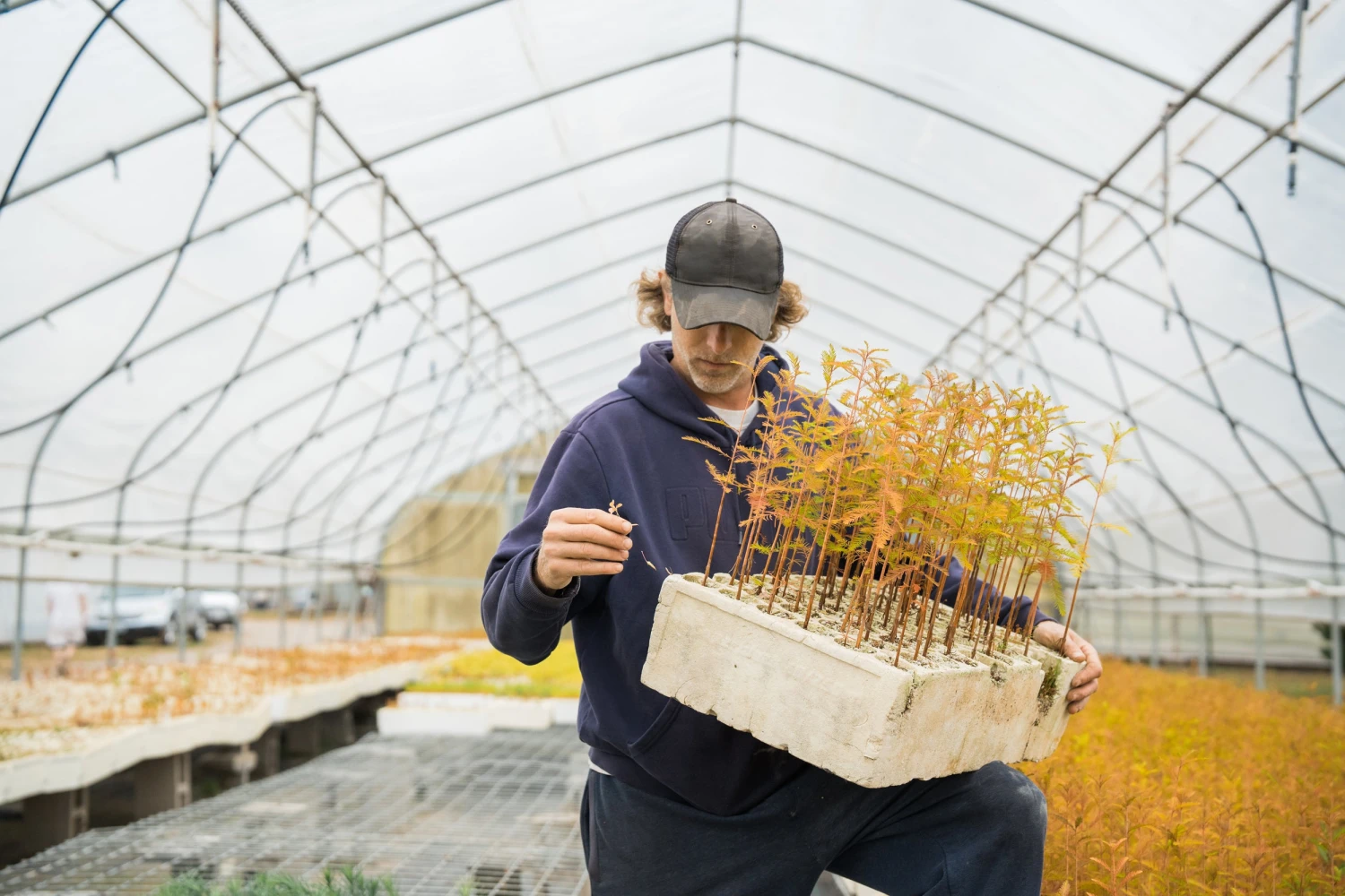 Baldcypress | Bulk Nursery Lots 6 Baldcypress | Bulk Nursery Lots - Image 6