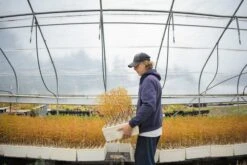 Baldcypress | Bulk Nursery Lots 23 Baldcypress | Bulk Nursery Lots -Evergreen Plants Shop LotsAugust 11