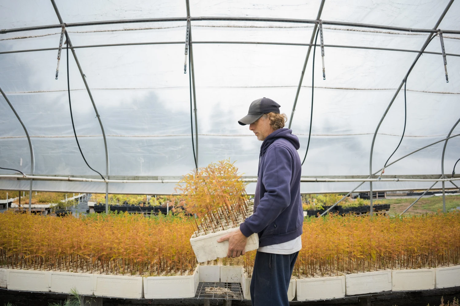 Baldcypress | Bulk Nursery Lots 4 Baldcypress | Bulk Nursery Lots - Image 4