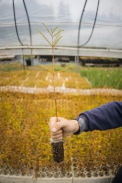 Baldcypress | Bulk Nursery Lots 22 Baldcypress | Bulk Nursery Lots -Evergreen Plants Shop LotsAugust 12