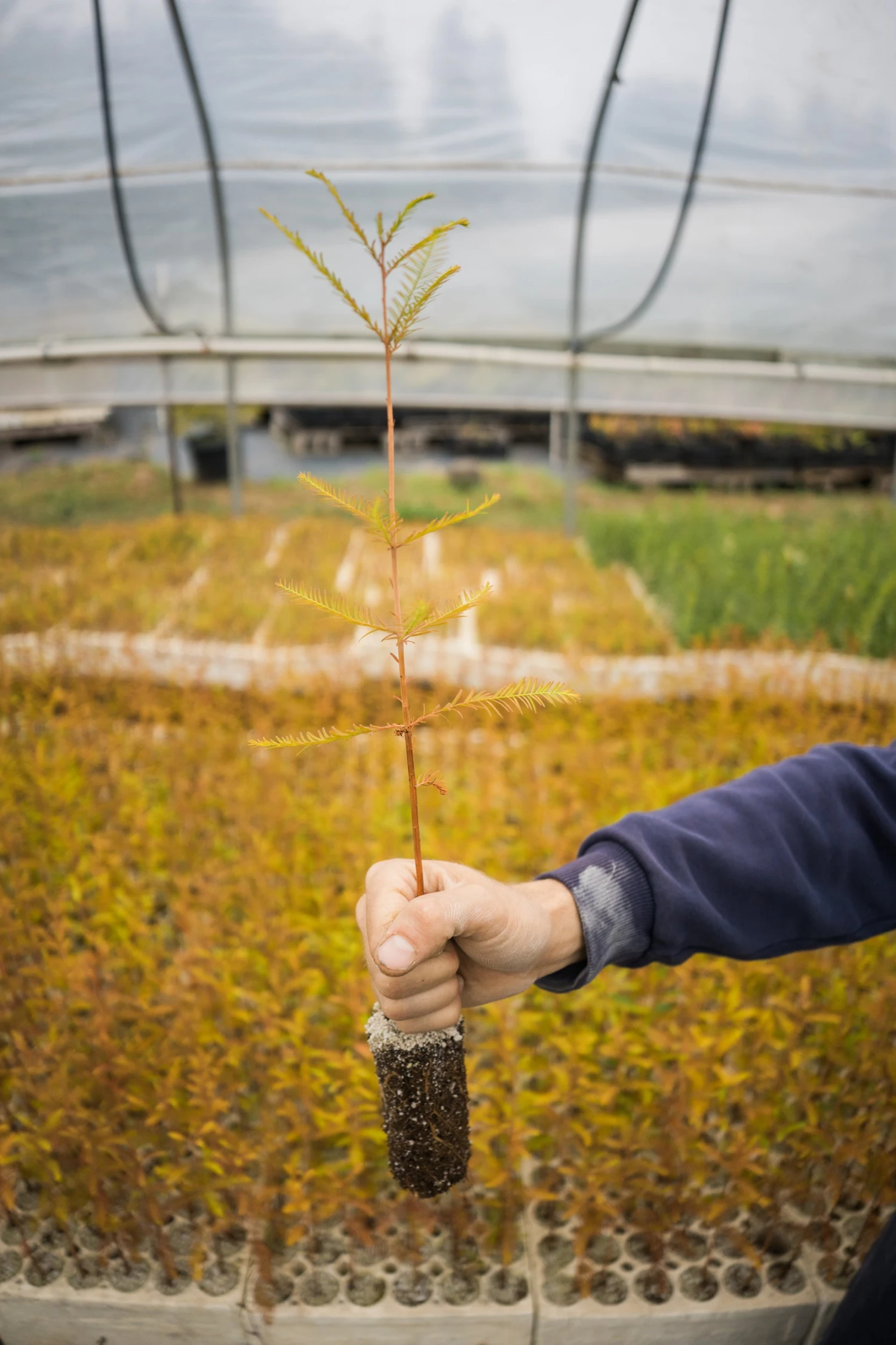 Baldcypress | Bulk Nursery Lots 3 Baldcypress | Bulk Nursery Lots - Image 3