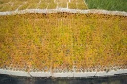 Baldcypress | Bulk Nursery Lots 26 Baldcypress | Bulk Nursery Lots -Evergreen Plants Shop LotsAugust 14