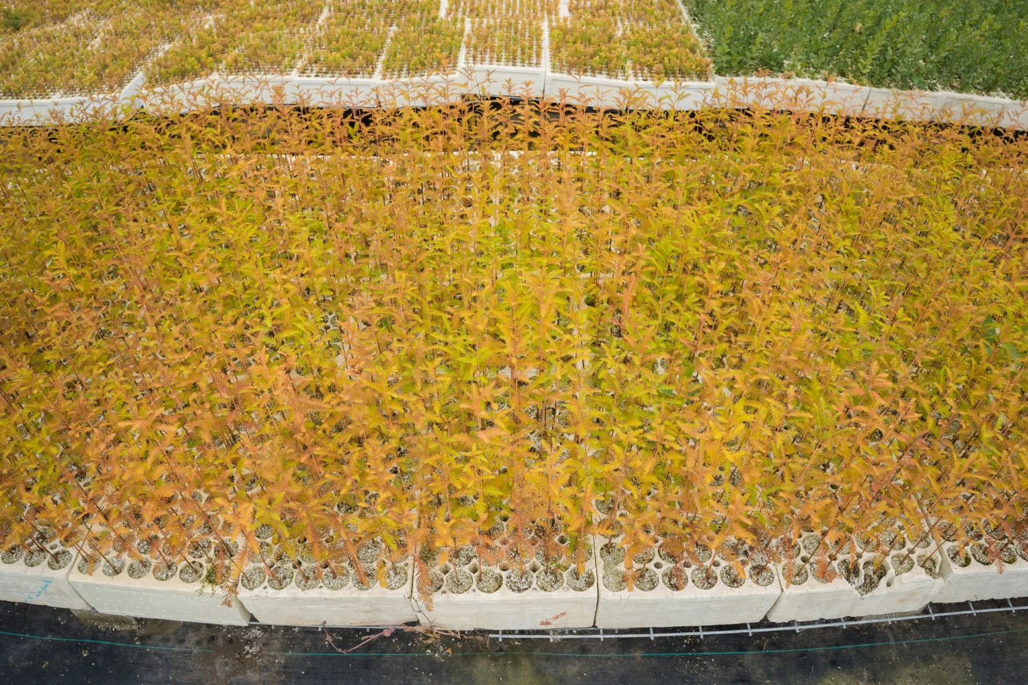 Baldcypress | Bulk Nursery Lots 7 Baldcypress | Bulk Nursery Lots - Image 7