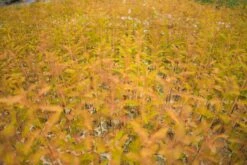 Baldcypress | Bulk Nursery Lots 27 Baldcypress | Bulk Nursery Lots -Evergreen Plants Shop LotsAugust 15