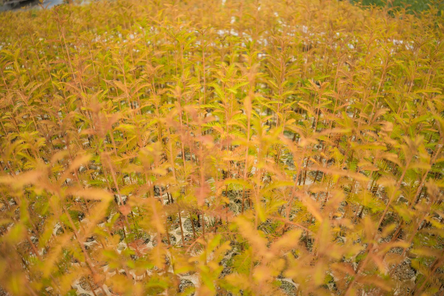 Baldcypress | Bulk Nursery Lots 8 Baldcypress | Bulk Nursery Lots - Image 8