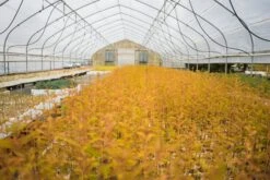 Baldcypress | Bulk Nursery Lots 28 Baldcypress | Bulk Nursery Lots -Evergreen Plants Shop LotsAugust 16