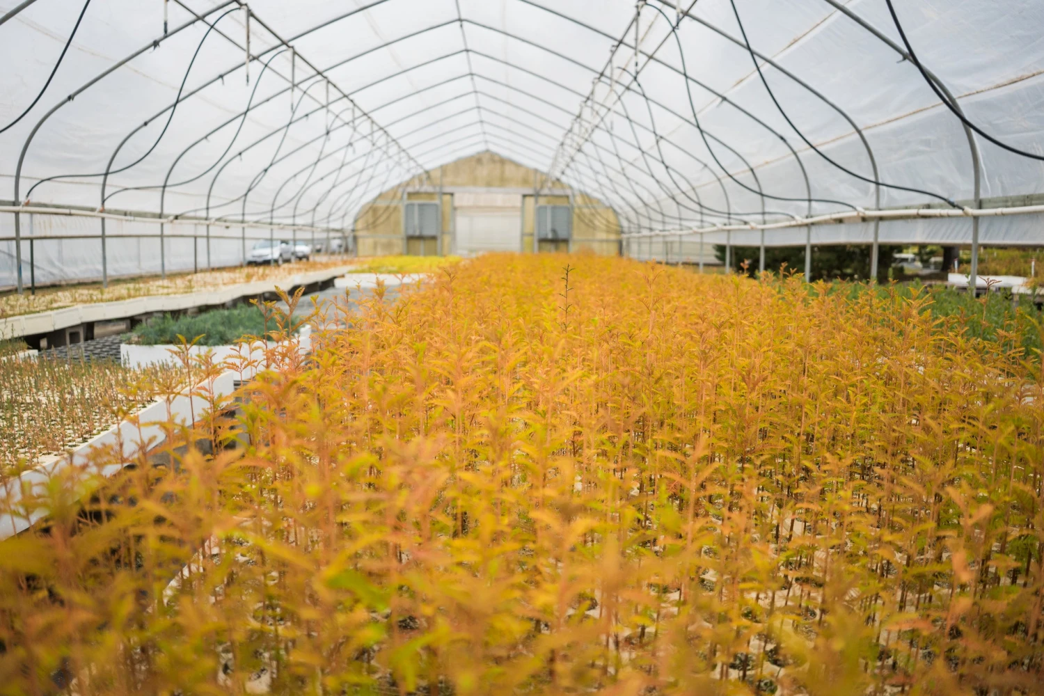 Baldcypress | Bulk Nursery Lots 9 Baldcypress | Bulk Nursery Lots - Image 9