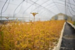 Baldcypress | Bulk Nursery Lots 29 Baldcypress | Bulk Nursery Lots -Evergreen Plants Shop LotsAugust 18