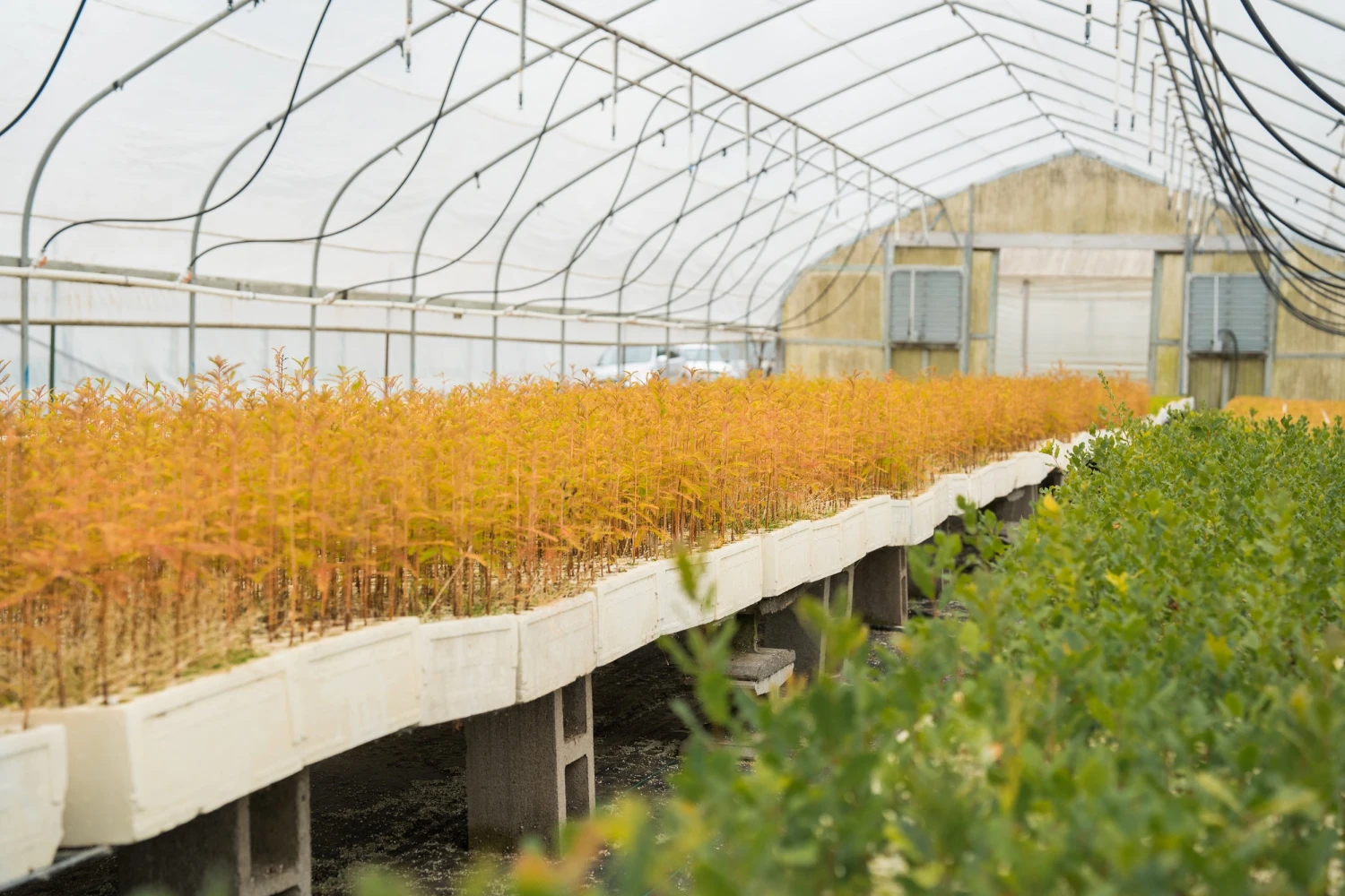 Baldcypress | Bulk Nursery Lots 11 Baldcypress | Bulk Nursery Lots - Image 11