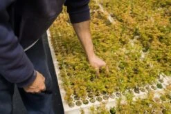 Dawn Redwood | Bulk Nursery Lots -Evergreen Plants Shop LotsAugust 37