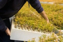 Evergreen Plants Shop -Evergreen Plants Shop LotsAugust 38