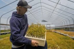 Dawn Redwood | Bulk Nursery Lots -Evergreen Plants Shop LotsAugust 40