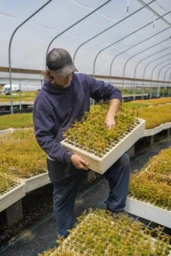 Dawn Redwood | Bulk Nursery Lots -Evergreen Plants Shop LotsAugust 41