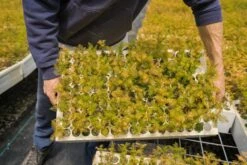 Dawn Redwood | Bulk Nursery Lots