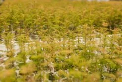 Dawn Redwood | Bulk Nursery Lots -Evergreen Plants Shop LotsAugust 46