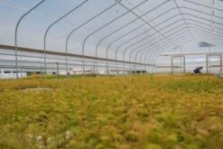 Dawn Redwood | Bulk Nursery Lots -Evergreen Plants Shop LotsAugust 48