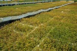 Dawn Redwood | Bulk Nursery Lots -Evergreen Plants Shop LotsAugust 49