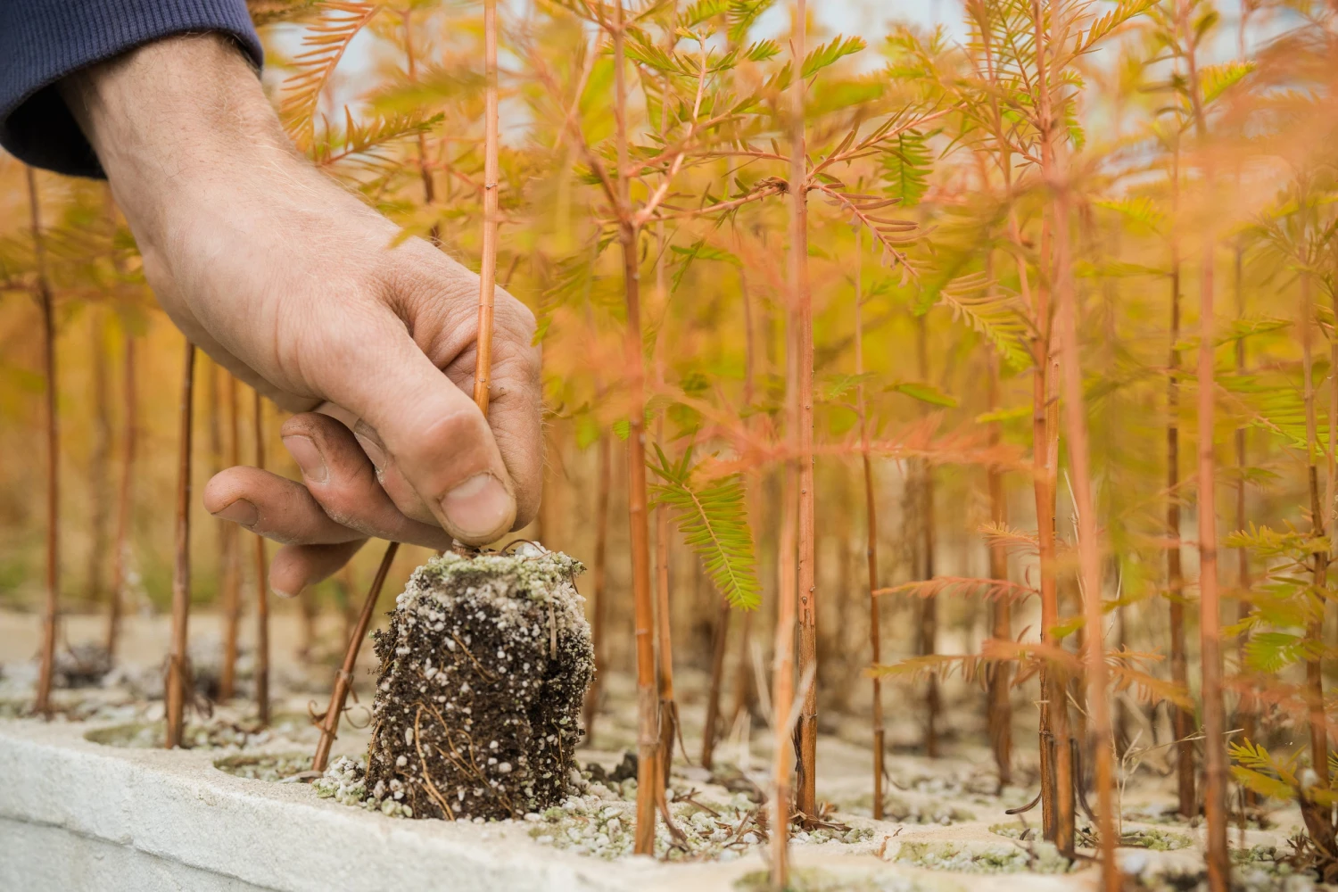 Baldcypress | Bulk Nursery Lots 2 Baldcypress | Bulk Nursery Lots - Image 2