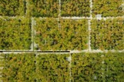 Dawn Redwood | Bulk Nursery Lots -Evergreen Plants Shop LotsAugust 52