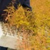 Baldcypress | Bulk Nursery Lots
