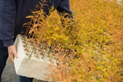 Baldcypress | Bulk Nursery Lots