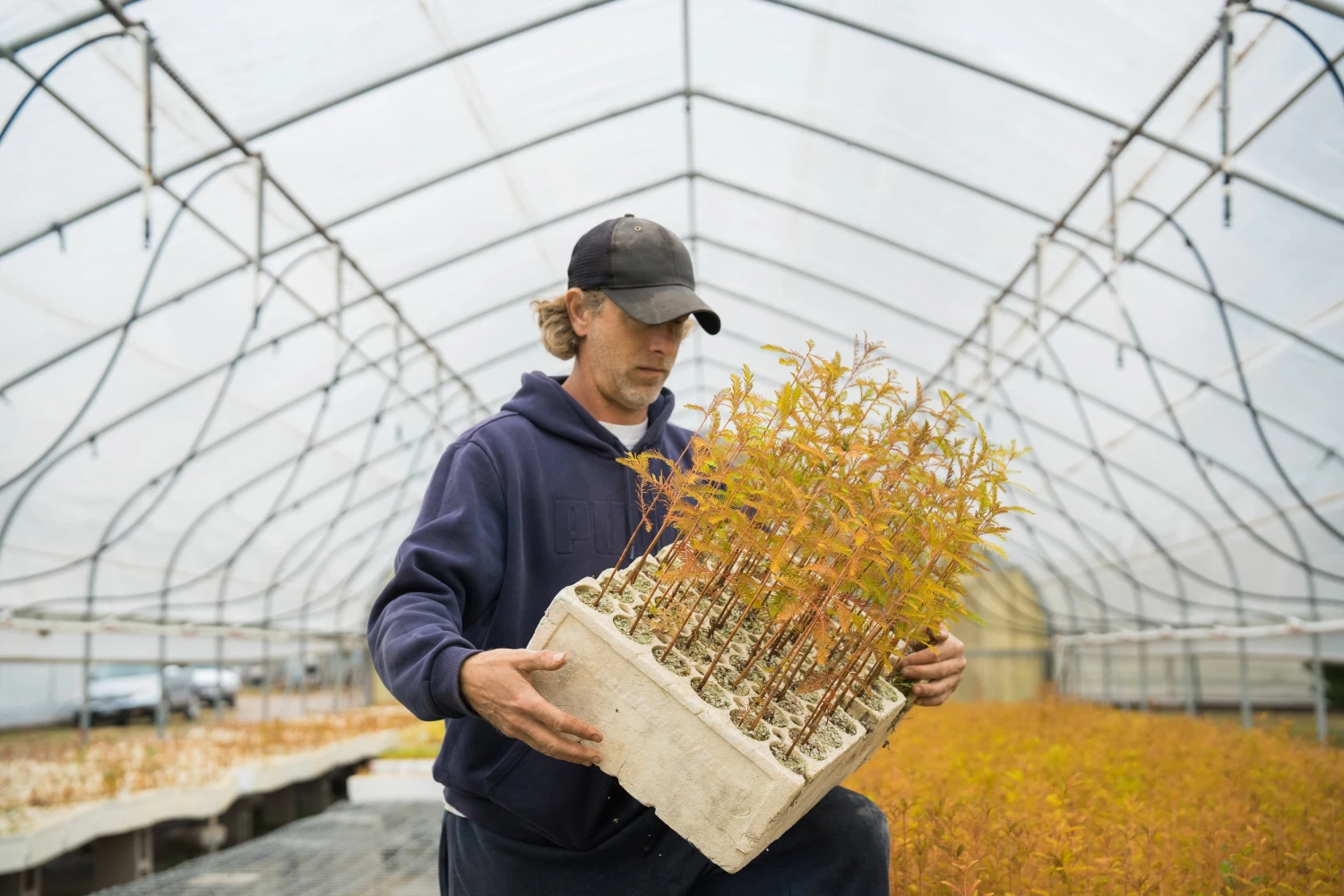 Baldcypress | Bulk Nursery Lots 5 Baldcypress | Bulk Nursery Lots - Image 5