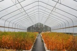 Montezuma Cypress | Lot Of 30 Tree Seedlings -Evergreen Plants Shop LotsMontezuma 1