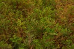 Montezuma Cypress | Lot Of 30 Tree Seedlings -Evergreen Plants Shop LotsMontezuma 3