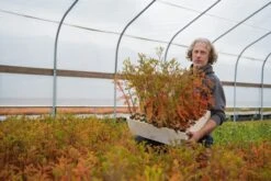 Montezuma Cypress | Lot Of 30 Tree Seedlings -Evergreen Plants Shop LotsMontezuma 7