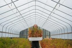 Montezuma Cypress | Lot Of 30 Tree Seedlings