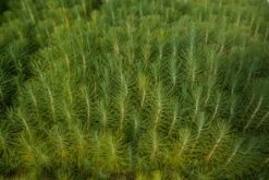 Mexican Weeping Pine | Lot Of 30 Tree Seedlings -Evergreen Plants Shop LotsOctober 21