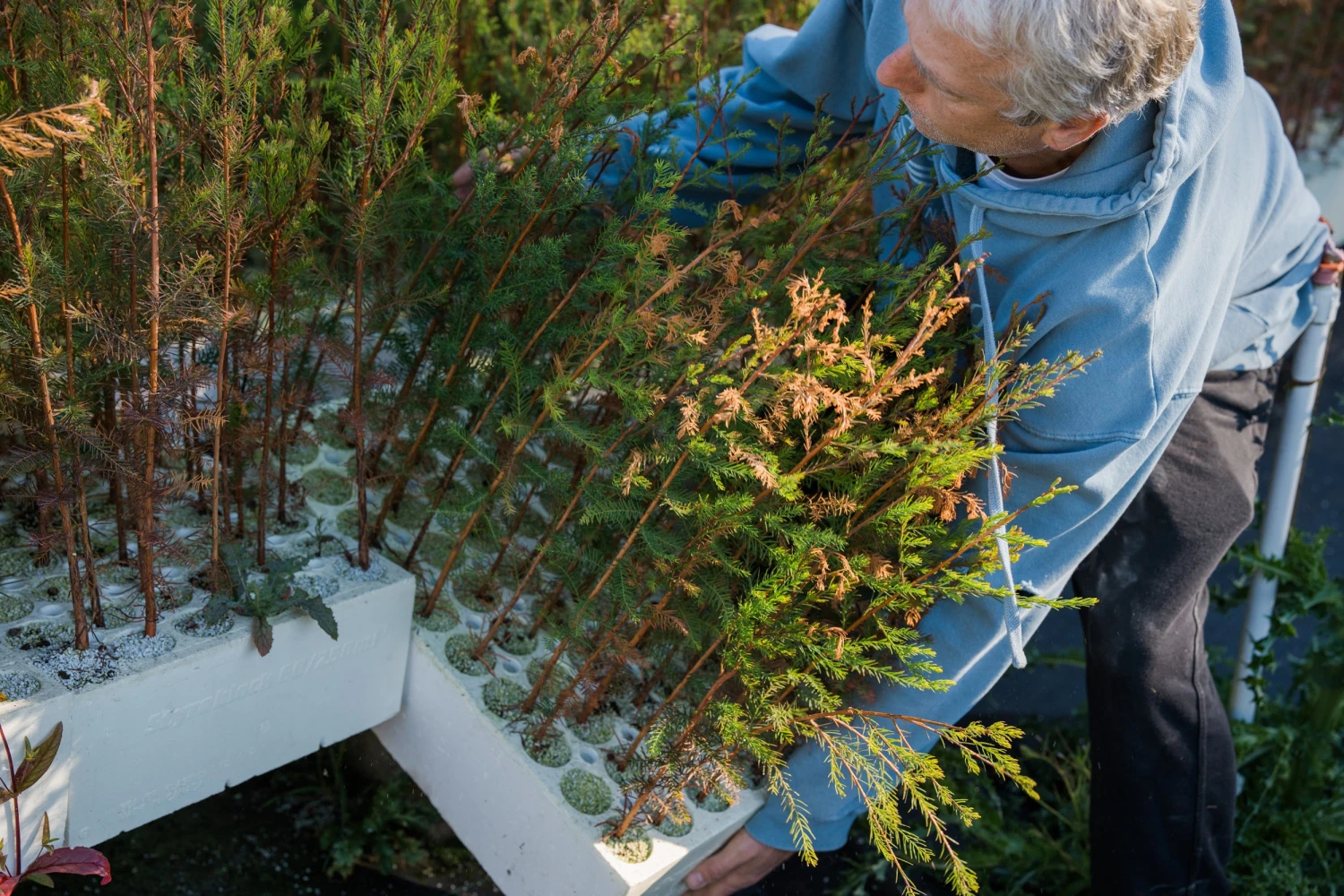 Pond Cypress | Lot Of 30 Tree Seedlings 2 Pond Cypress | Lot Of 30 Tree Seedlings - Image 2