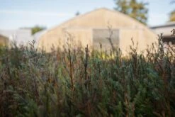 Pond Cypress | Lot Of 30 Tree Seedlings 22 Pond Cypress | Lot Of 30 Tree Seedlings -Evergreen Plants Shop LotsOctober 29