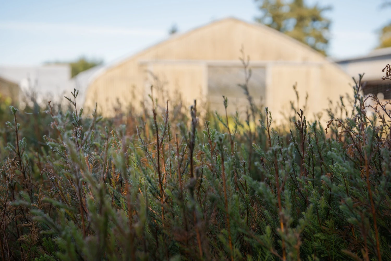 Pond Cypress | Lot Of 30 Tree Seedlings 3 Pond Cypress | Lot Of 30 Tree Seedlings - Image 3