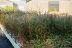 Pond Cypress | Lot Of 30 Tree Seedlings 23 Pond Cypress | Lot Of 30 Tree Seedlings -Evergreen Plants Shop LotsOctober 30