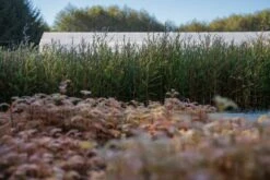 Pond Cypress | Lot Of 30 Tree Seedlings 25 Pond Cypress | Lot Of 30 Tree Seedlings -Evergreen Plants Shop LotsOctober 32