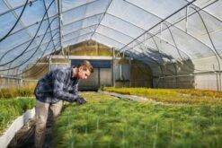 Coulter Pine | Lot Of 30 Tree Seedlings -Evergreen Plants Shop Lots Nov 24 21