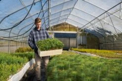 Coulter Pine | Lot Of 30 Tree Seedlings -Evergreen Plants Shop Lots Nov 24 23