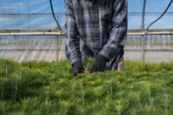 Coulter Pine | Lot Of 30 Tree Seedlings -Evergreen Plants Shop Lots Nov 24 26