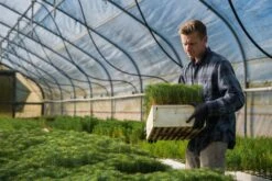 Coulter Pine | Lot Of 30 Tree Seedlings -Evergreen Plants Shop Lots Nov 24 28