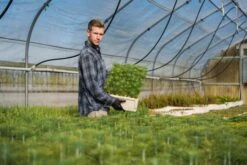 Coulter Pine | Lot Of 30 Tree Seedlings -Evergreen Plants Shop Lots Nov 24 30