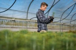 Coulter Pine | Lot Of 30 Tree Seedlings -Evergreen Plants Shop Lots Nov 24 31