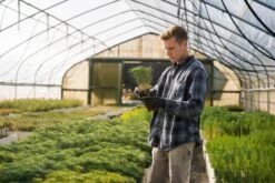 Coulter Pine | Lot Of 30 Tree Seedlings -Evergreen Plants Shop Lots Nov 24 35