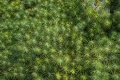 Coulter Pine | Lot Of 30 Tree Seedlings -Evergreen Plants Shop Lots Nov 24 42