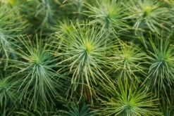 Coulter Pine | Lot Of 30 Tree Seedlings -Evergreen Plants Shop Lots Nov 24 43