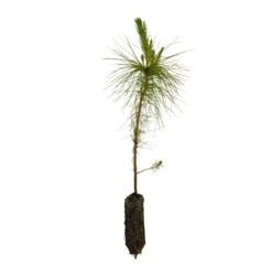 Mexican Weeping Pine | Medium Tree Seedling