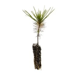 Mexican Weeping Pine | Lot Of 30 Tree Seedlings -Evergreen Plants Shop Mexican Weeping Pine Small Small 786aafc6 deb2 4719 b75f 22ad1c044fd8