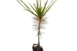 Mexican Weeping Pine | Lot Of 30 Tree Seedlings -Evergreen Plants Shop MexicanWeepingPine Sm 3
