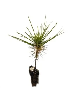 Mexican Weeping Pine | Small Tree Seedling -Evergreen Plants Shop MexicanWeepingPine Sm 4